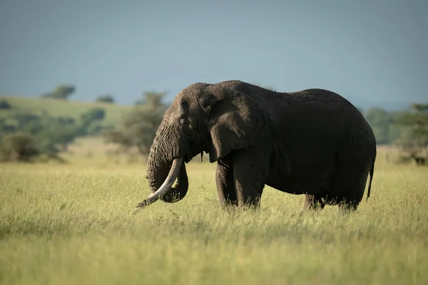 アフリカのブッシュ象は草の中で食べて立っています — ストック写真