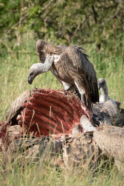 Buitre africano con respaldo blanco se alimenta de búfalo matar — Foto de Stock