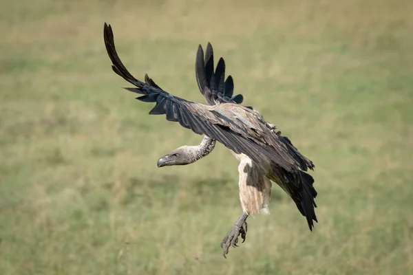 Afrikaanse White-backed Vulture remmen met uitgerekt vleugels — Stockfoto