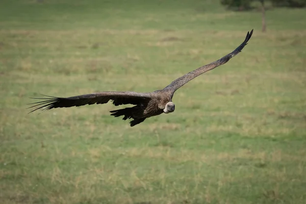 Afrikaanse wit-backed gier glijdt laag over gras — Stockfoto