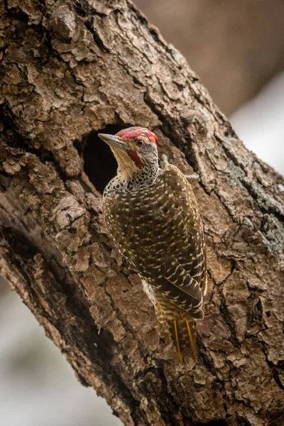 Bearded woodpecker turns from hole in tree — Stock Photo, Image