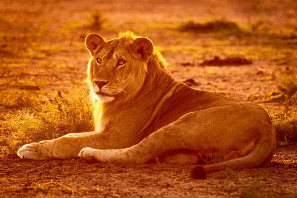 Lion mâle rétro-éclairé repose sur la terre nue — Photo