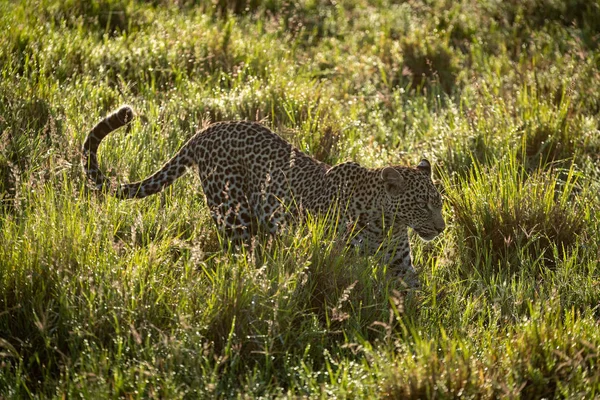 Backlit male leopard walks through wet grass — Stock Photo, Image