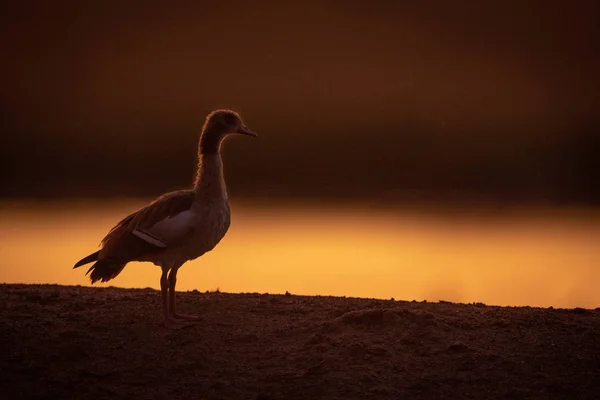 Ganso egípcio retroiluminado por lagoa ao nascer do sol — Fotografia de Stock