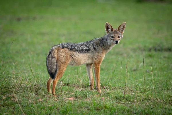 Schwarzrückenschakal steht auf Gras im Schatten — Stockfoto