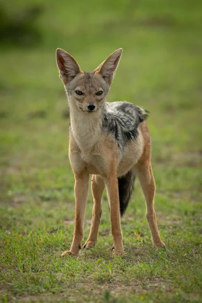 Black-backed Jackal staat in Grass watching camera — Stockfoto