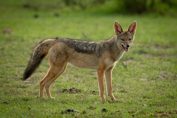 Black-backed jackal stands in grass eyeing camera — Stock Photo, Image