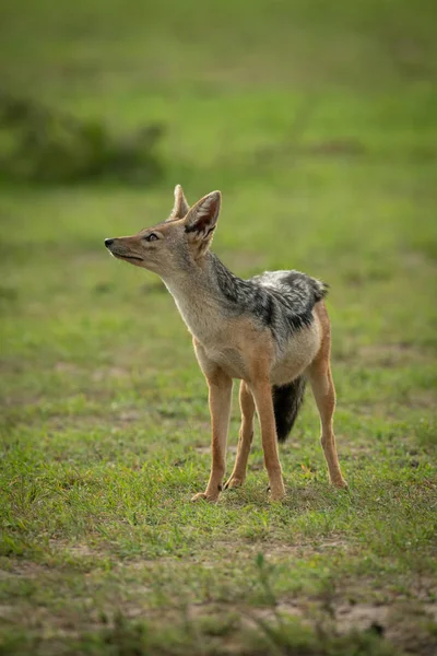 Black-backed jackal stands in grass looking up — Stock Photo, Image