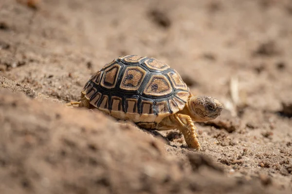 Baby leopard tortoise walks down sandy slope