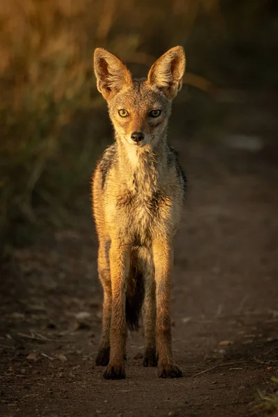 Black-backed jackal stoi na torze kamery obserwacyjnej — Zdjęcie stockowe