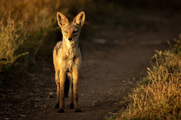 Black-backed jackal stands on track at sunrise