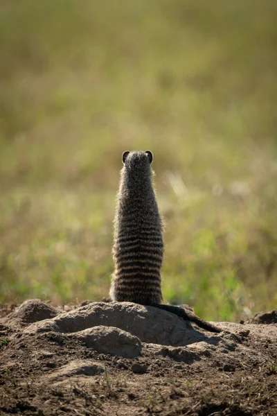 Banded mongoose standing on hind legs from behind — Stock Photo, Image