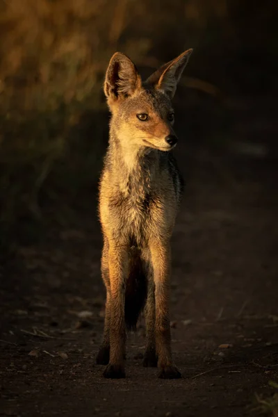 Black-backed Jackal staat op de rails bij Dawn — Stockfoto