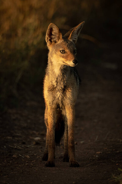 Black-backed jackal stands on track at dawn