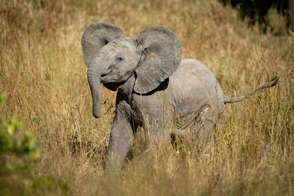 Baby Elephant podnosi głowę w długiej trawie — Zdjęcie stockowe