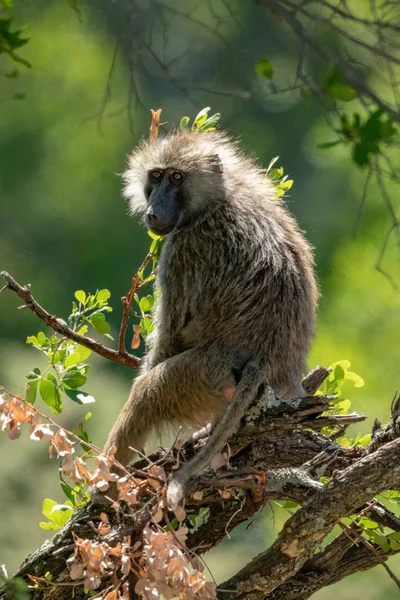 Backlit babuíno de azeitona senta-se em ramos emaranhados — Fotografia de Stock