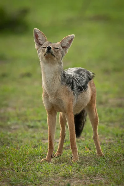 Black-backed jackal stands with both eyes closed — Stock Photo, Image