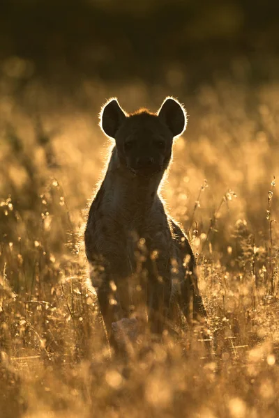 Hyène tachetée rétro-éclairée assise dans une longue herbe — Photo