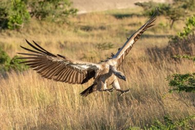 Afrikalı beyaz sırtlı akbaba karaya kanatlarını açıyor