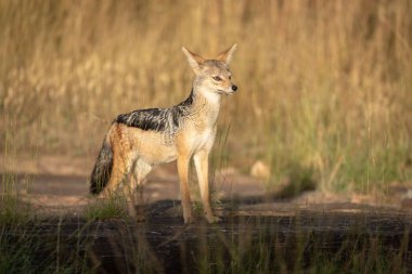Kara sırtlı kaya üzerinde güneş ışığı duruyor