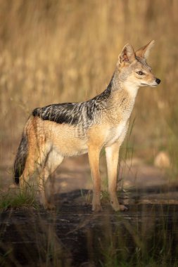 Siyah destekli güneş kaldırma baş duruyor