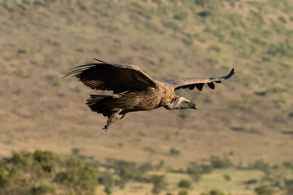 African white-backed vulture soars over grassy hillside