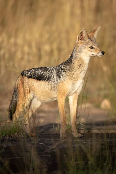 Siyah destekli güneş kaldırma baş duruyor