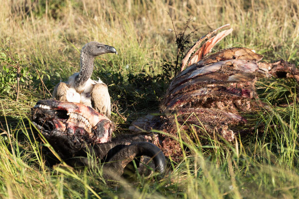 African white-backed vulture stands with buffalo carcase