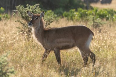 Arkadan aydınlatmalı dişi waterbuck güneş ışığı içinde savana haçlar