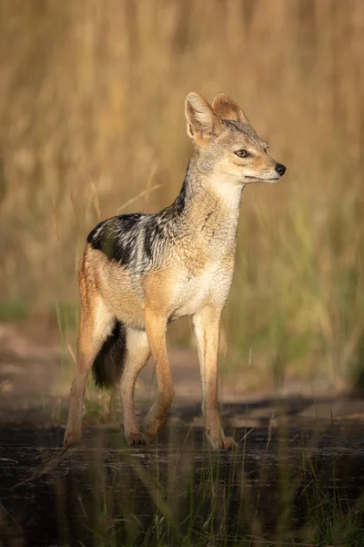 Black-backed Jackal staat hijs poot in de zon — Stockfoto