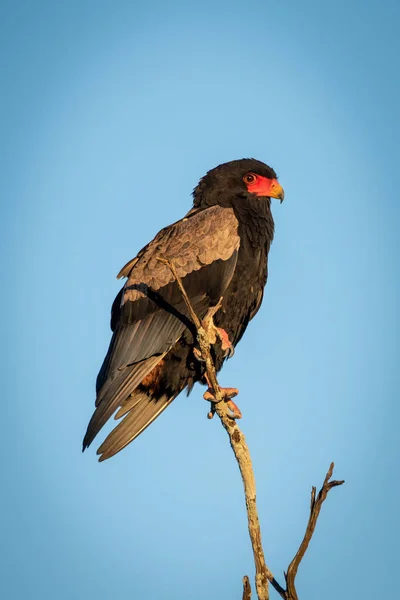 Bateleur Eagle op dode tak tegen hemel — Stockfoto