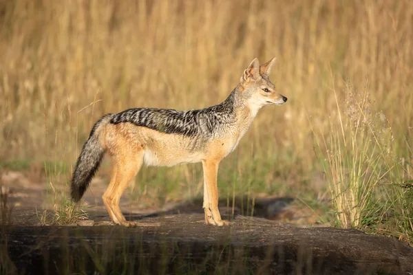 Black-backed Jackal staat in profiel in de zon — Stockfoto