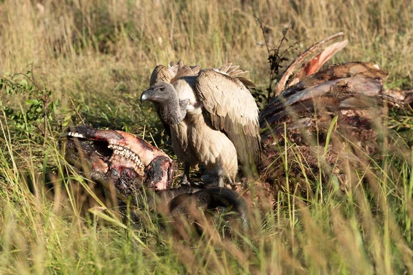 Buitre africano de espalda blanca de pie sobre una canal de búfalo — Foto de Stock