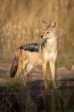 Kara sırtlı güneş ışığı altında kaya üzerinde duruyor