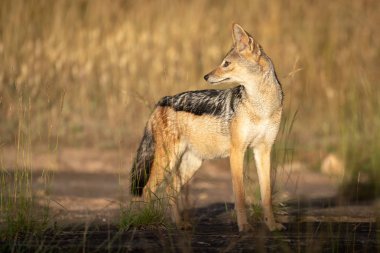 Kara sırtlı güneş ışığı içinde arkaya bakıyor