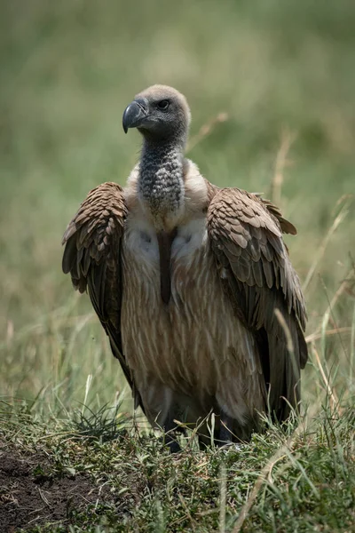 Le vautour à dos blanc africain se dresse sur un monticule herbeux — Photo
