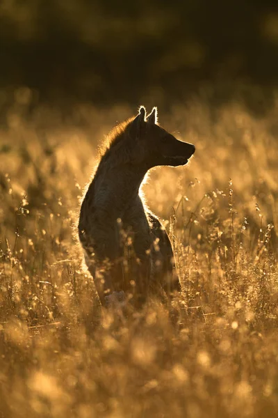 Backlit gevlekte hyena zit in lang gras — Stockfoto