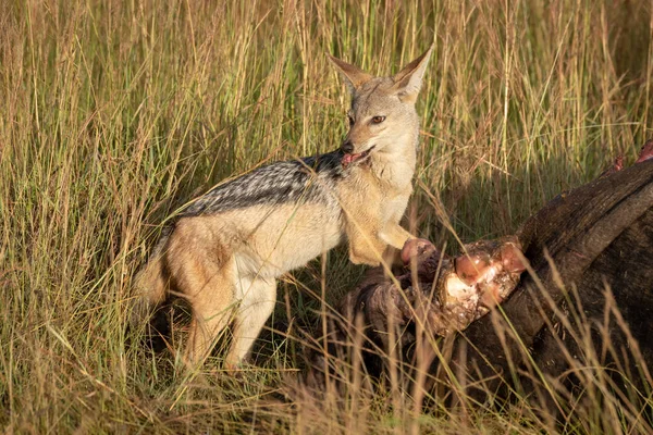 Le chacal à dos noir mange de la viande de carcasse — Photo