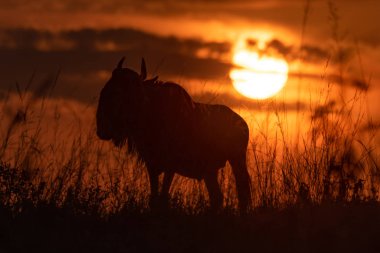 Gün batımında çimenlerde mavi wildebeest siluetleri