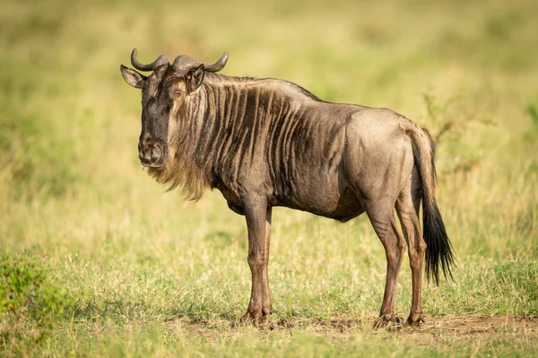 Blue Wildebeest fica em Savannah virando a cabeça — Fotografia de Stock