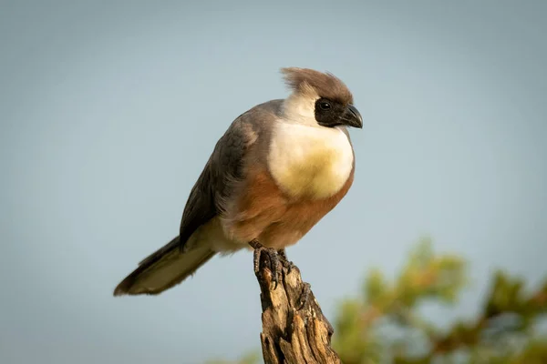 Γυμνό-πρόσωπο πάει-μακριά-πουλί σε κούτσουρο δέντρο βλέποντας κάμερα — Φωτογραφία Αρχείου