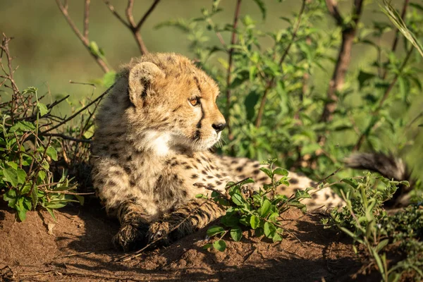 Cheetah cub doğru görünümlü çalılar yatıyor — Stok fotoğraf