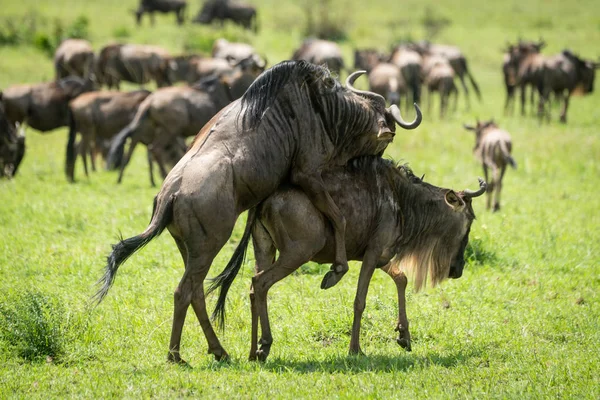 Blauwe WILDEBEEST paring in gras bij kudde — Stockfoto