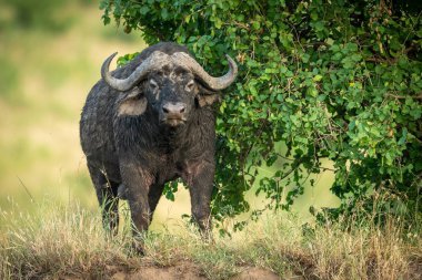 Cape Buffalo duruyor tarafından Bush karşı karşıya kamera