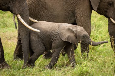 Bebek fil gets itti birlikte tarafından Anne