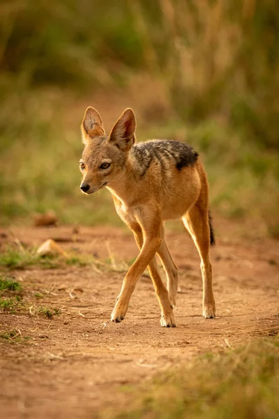 Black-backed jackal lifts paw trotting along track — Stock Photo, Image