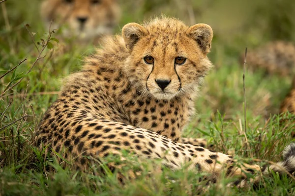 Cheetah cachorro se encuentra con la familia en la hierba — Foto de Stock