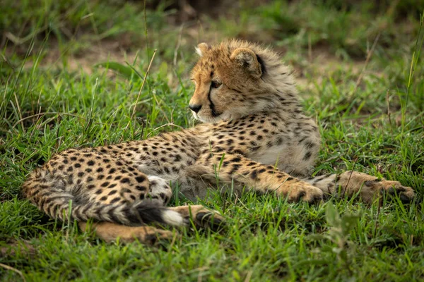 Ourson guépard repose sur l'herbe regardant en arrière — Photo