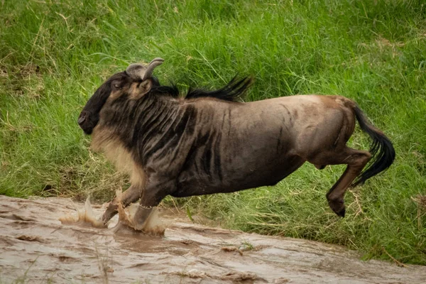 O gnu azul salta para o rio com spray — Fotografia de Stock