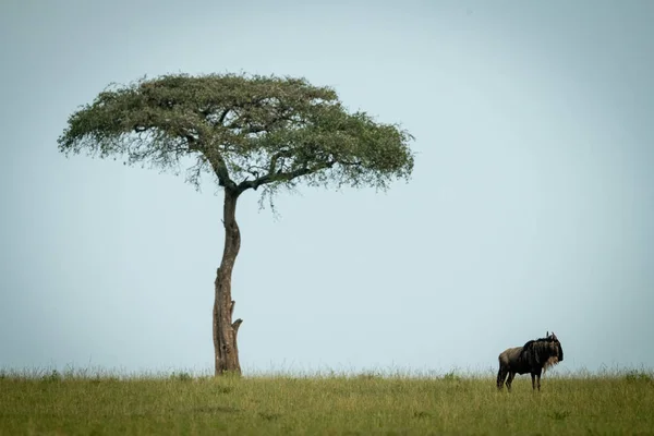 Blue wildebeest stands by tree on horizon — Stock Photo, Image